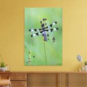 Libel op gras, Canada Canvas Afdruk (Insitu (Woonkamer))