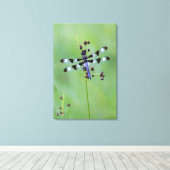 Libel op gras, Canada Canvas Afdruk (Insitu (Houten vloer))