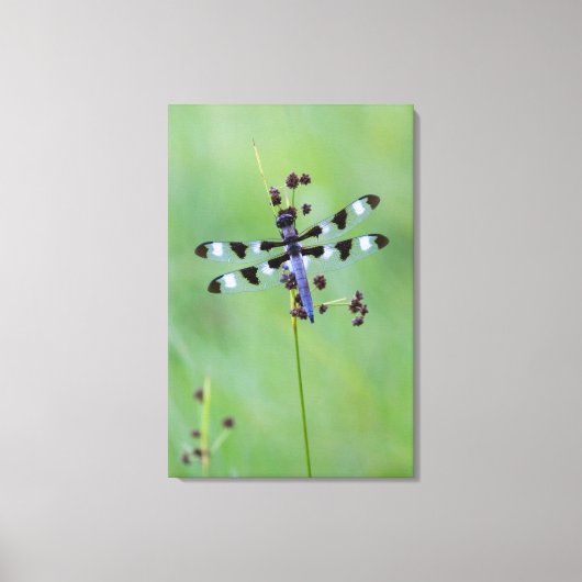 Libel op gras, Canada Canvas Afdruk (Voorkant)