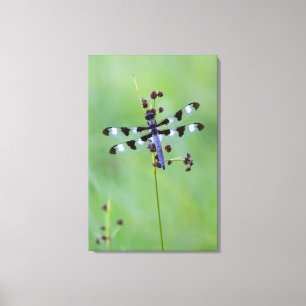 Libel op gras, Canada Canvas Afdruk