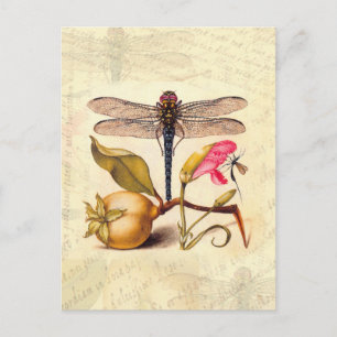 Libelle Botanische Natuur Natuurlijke Historie Hoe Briefkaart