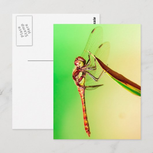 Libelle Briefkaart (Voorkant / Achterkant)