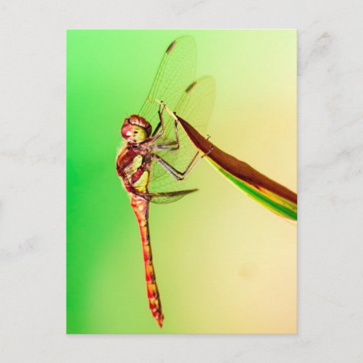 Libelle Briefkaart (Voorkant)