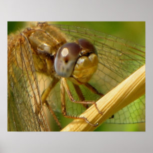 Libelle close-up poster