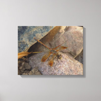 Libelle Foto op Canvas Print met Spanraam