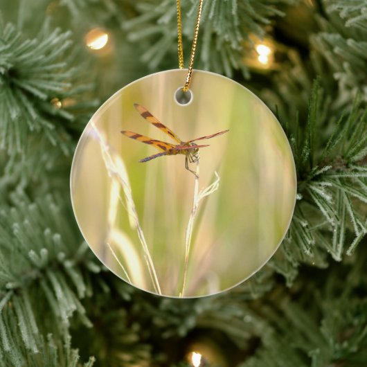 Libelle Foto Ornament (Boom)