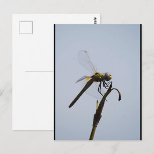 Libelle met wandelstok Portret Briefkaart