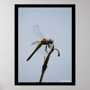 Libelle met wandelstok Portret Poster