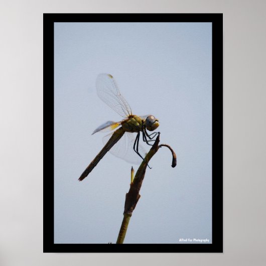 Libelle met wandelstok Portret Poster (Voorkant)