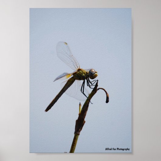 Libelle met wandelstok Portret Poster (Voorkant)