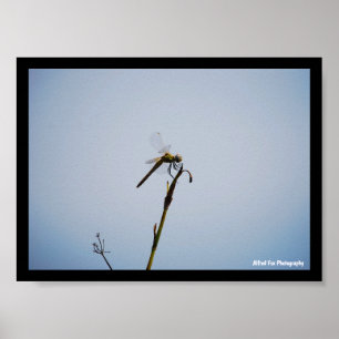 Libelle met wandelstok poster