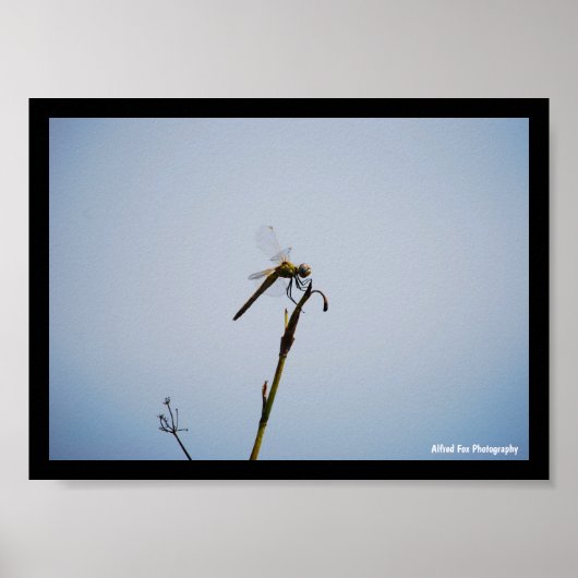 Libelle met wandelstok poster (Voorkant)