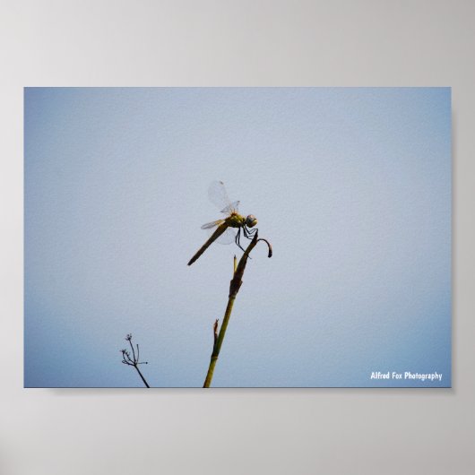 Libelle met wandelstok poster (Voorkant)