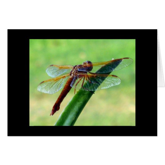 Libelle op Aloe Vera Wenskaart (Voorkant Horizontaal)