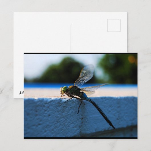 Libelle op de richel briefkaart (Voorkant / Achterkant)