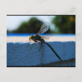 Libelle op de richel briefkaart (Voorkant)