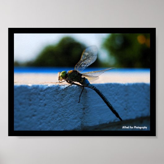 Libelle op de richel poster (Voorkant)