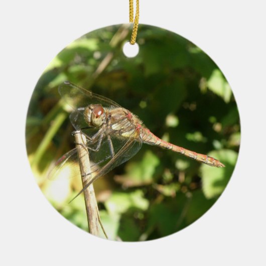 Libelle op een tak ornament (Voorkant)
