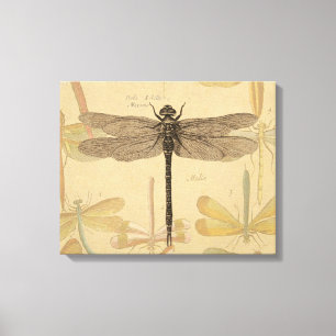 Libelle Vintage Antiek Klassieke Natuur Canvas Afdruk