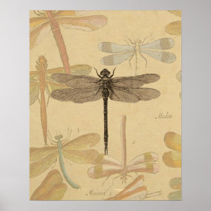 Libelle Vintage Antiek Klassieke Natuur Poster