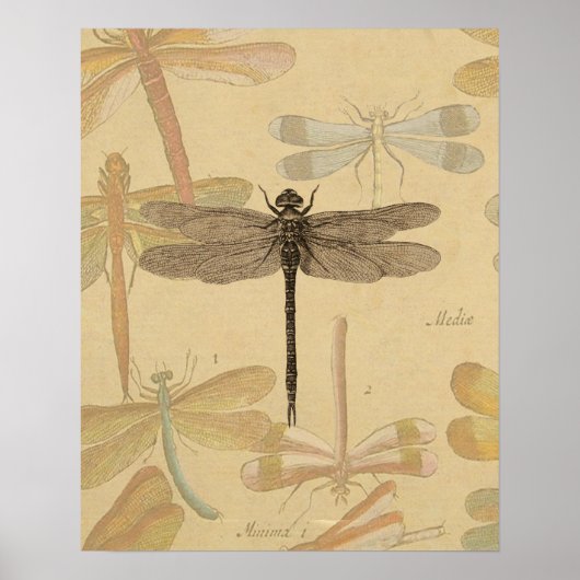Libelle Vintage Antiek Klassieke Natuur Poster (Voorkant)