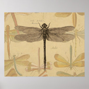 Libelle Vintage Antiek Klassieke Natuur Poster