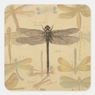 Libelle Vintage Antiek Klassieke Natuur Vierkante Sticker