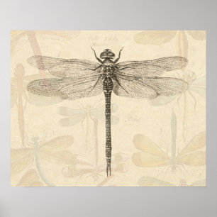 Libelle Vintage Antiek Klassieke Tekening Poster