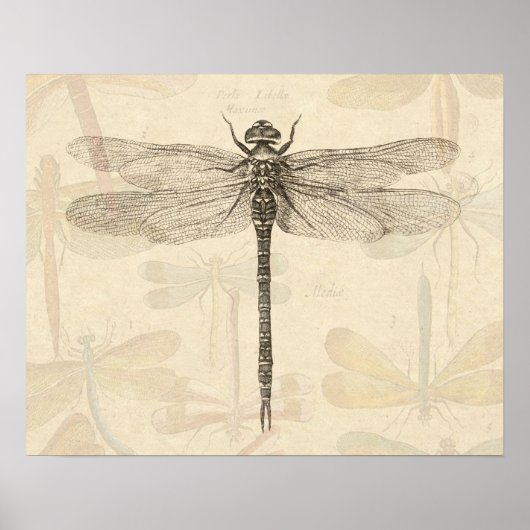 Libelle Vintage Antiek Klassieke Tekening Poster (Voorkant)
