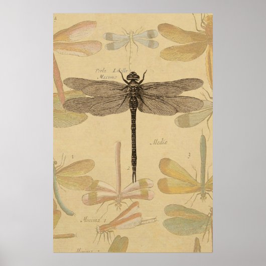 Libelle Vintage Antiek Klassieke Tekening Poster (Voorkant)