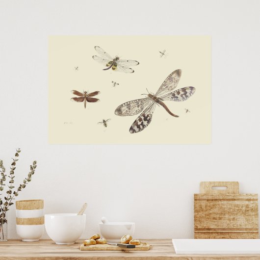 Libellen 18e-eeuwse kunst poster (Keuken)