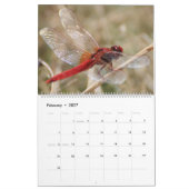 Libellen in de natuur muurkalender Cute Kalender (Feb 2027)