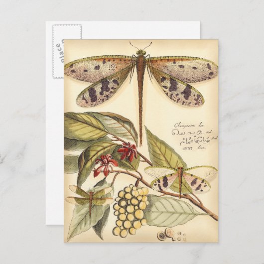 libellen met bladeren en vruchten briefkaart (Voorkant / Achterkant)