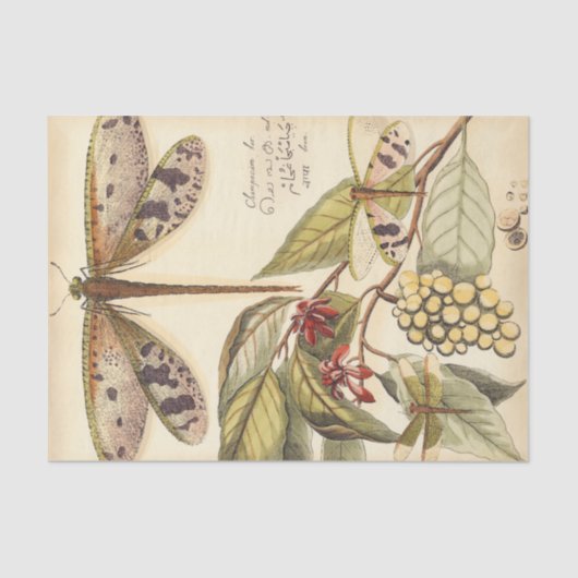 libellen met bladeren en vruchten tissuepapier (Voorkant)