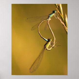 Libellen paren in gouden licht Macro Natuur Foto Poster