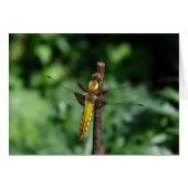 Libellula depressa (Voorkant Horizontaal)