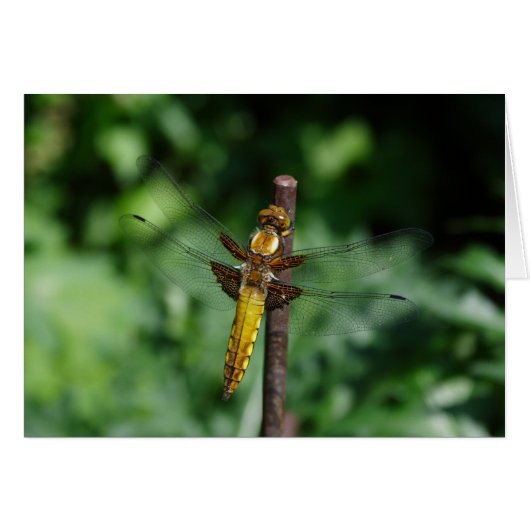 Libellula depressa (Voorkant Horizontaal)