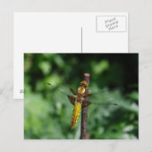 Libellula depressa briefkaart (Voorkant / Achterkant)