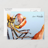 Libellule de Pourrières Briefkaart (Voorkant / Achterkant)