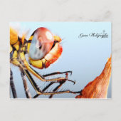 Libellule de Pourrières Briefkaart (Voorkant)