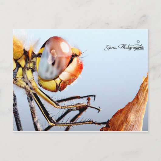 Libellule de Pourrières Briefkaart (Voorkant)