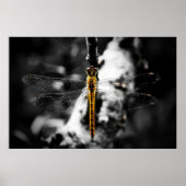 Libellulidae Dragonfly Poster (Voorkant)