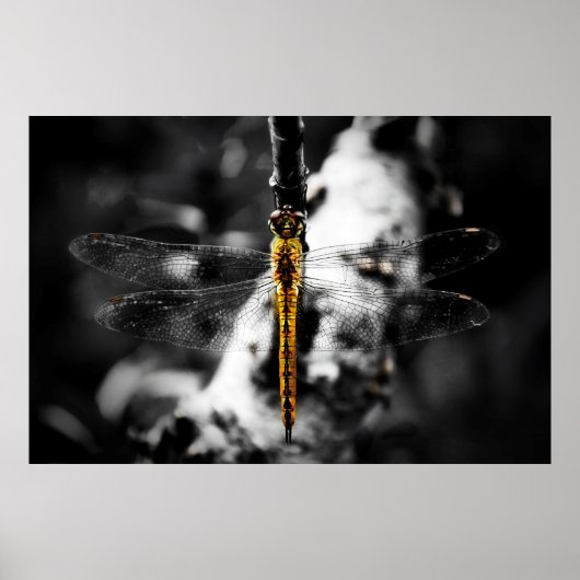Libellulidae Dragonfly Poster (Voorkant)