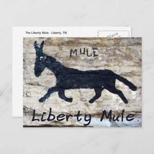 Liberty Mule, Liberty, TN Briefkaart (Voorkant / Achterkant)