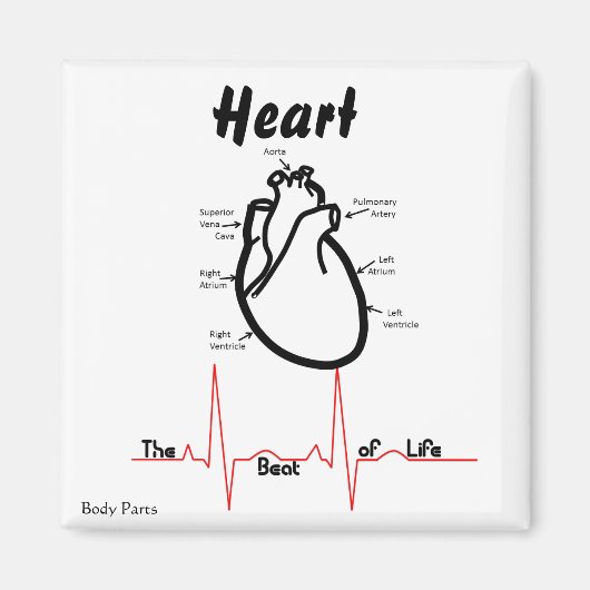 Lichaamsdelen — Menselijk hart Magneet (Voorkant)