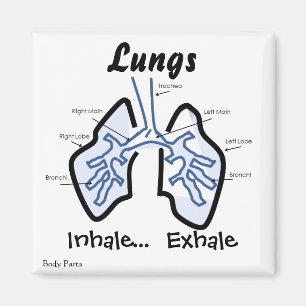 Lichaamsdelen — Menselijke longen Magneet