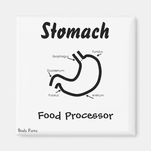 Lichaamsdelen — Menselijke maag Magneet (Voorkant)