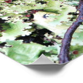 Lichen, Ainsworth Bay, Tierra del Fuego, Chili Poster (Hoek)