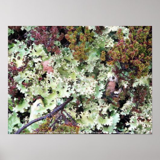 Lichen, Ainsworth Bay, Tierra del Fuego, Chili Poster (Voorkant)