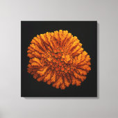Lichen Compositie - Canvas Art Print (Voorkant)